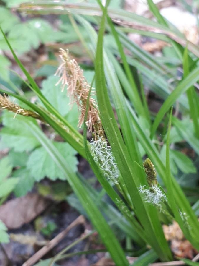 Carex sylvatica flower