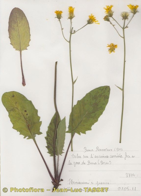 Hieracium recensitum habit