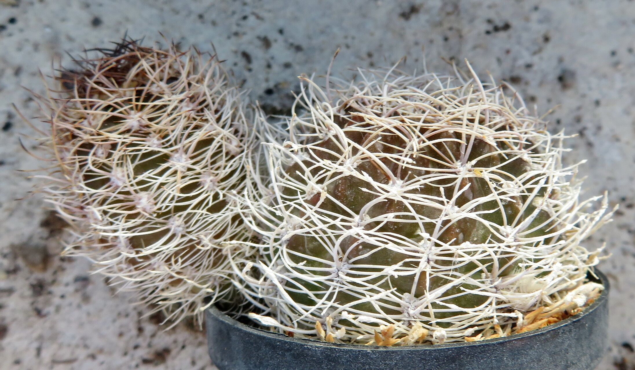 Lobivia schieliana leaf