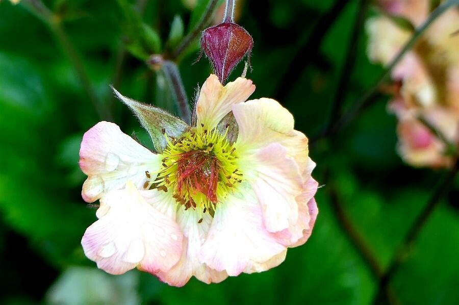 Geum rivale flower