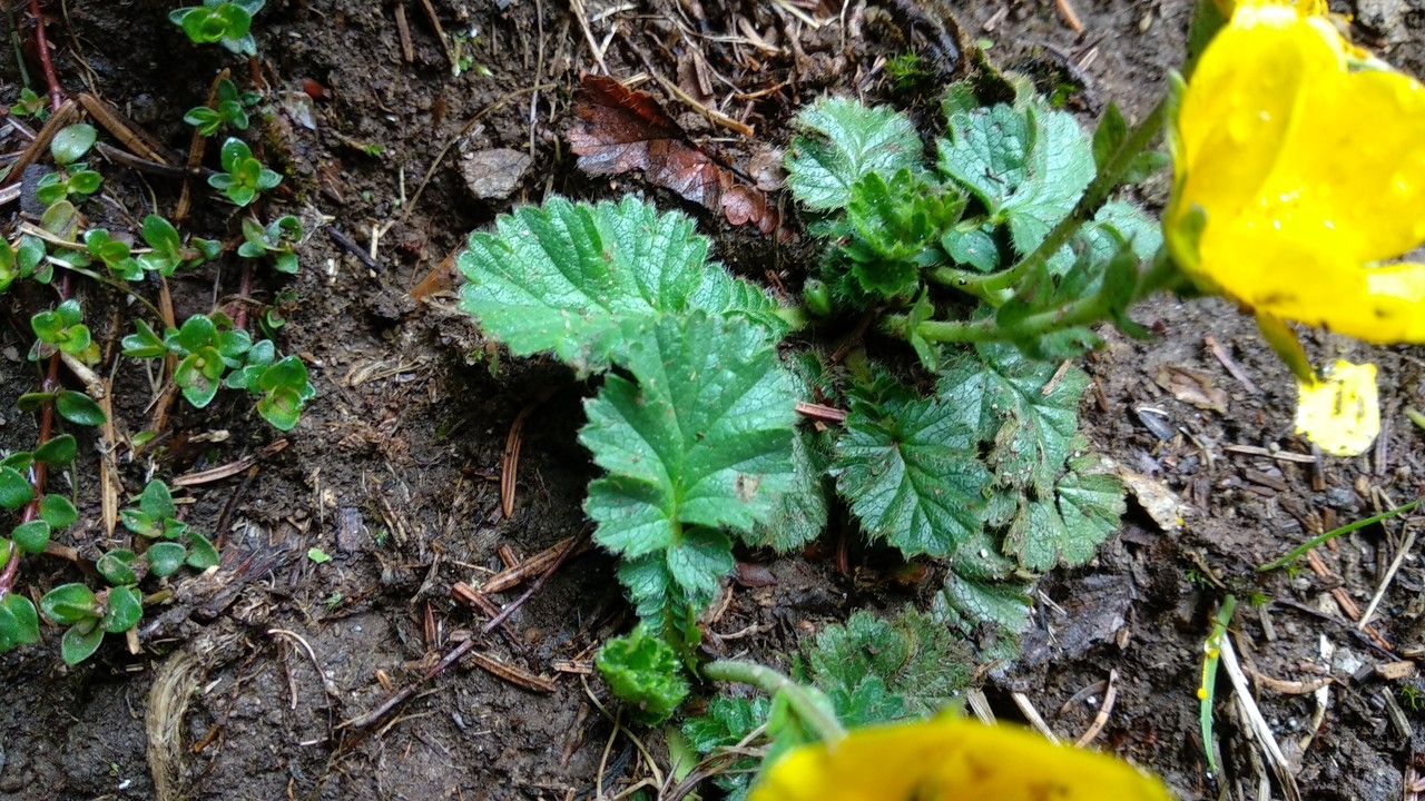 Geum montanum leaf