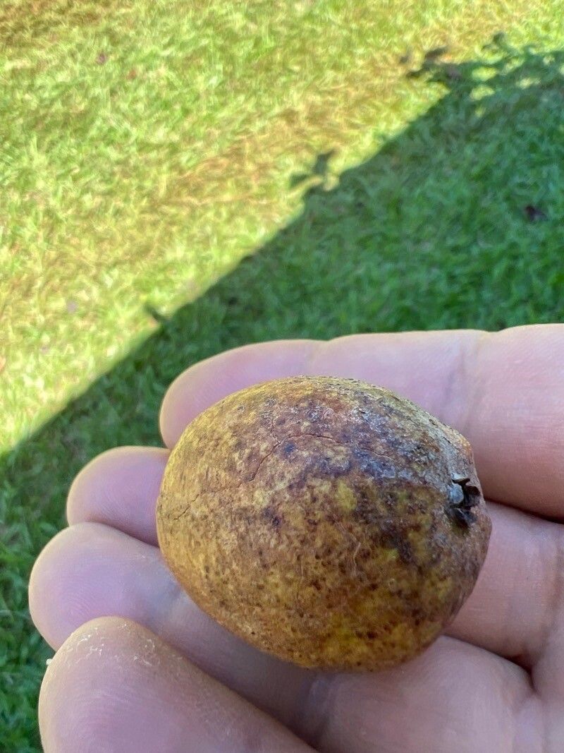 Ormosia macrocalyx fruit