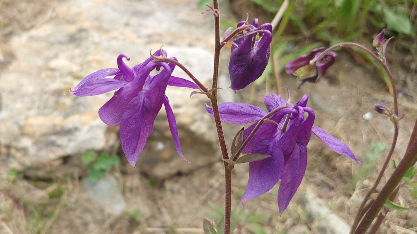 Aquilegia bernardii flower