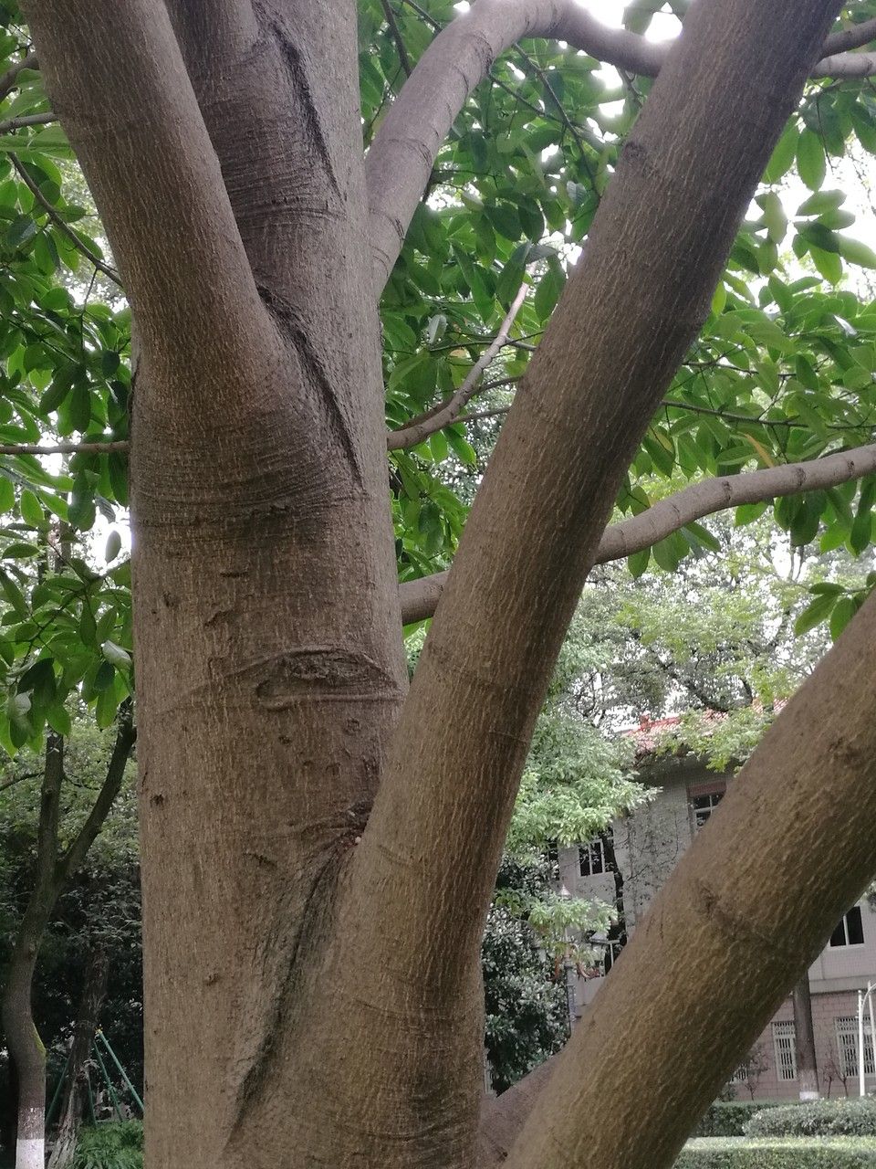 Magnolia maudiae bark