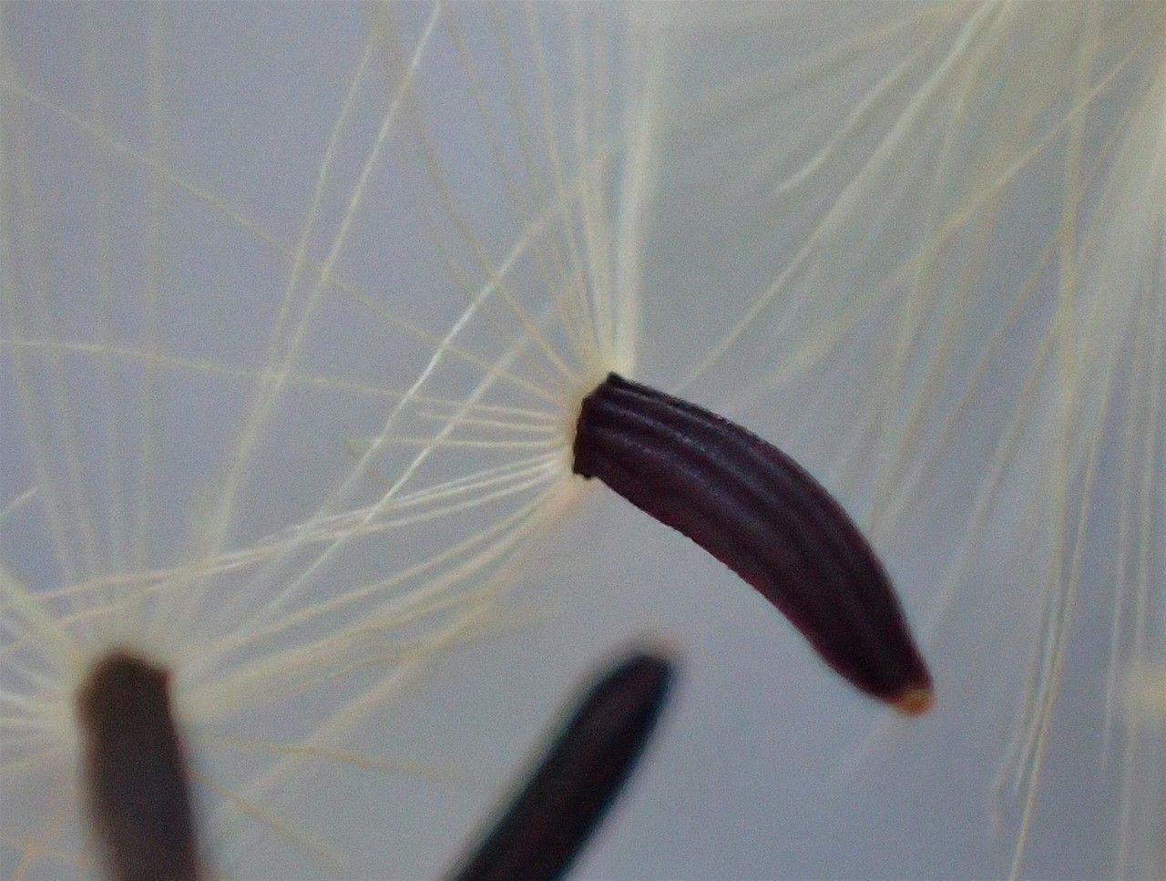 Pilosella piloselloides leaf