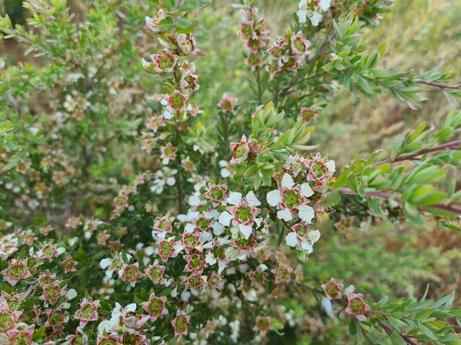 Leptospermum lanigerum flower