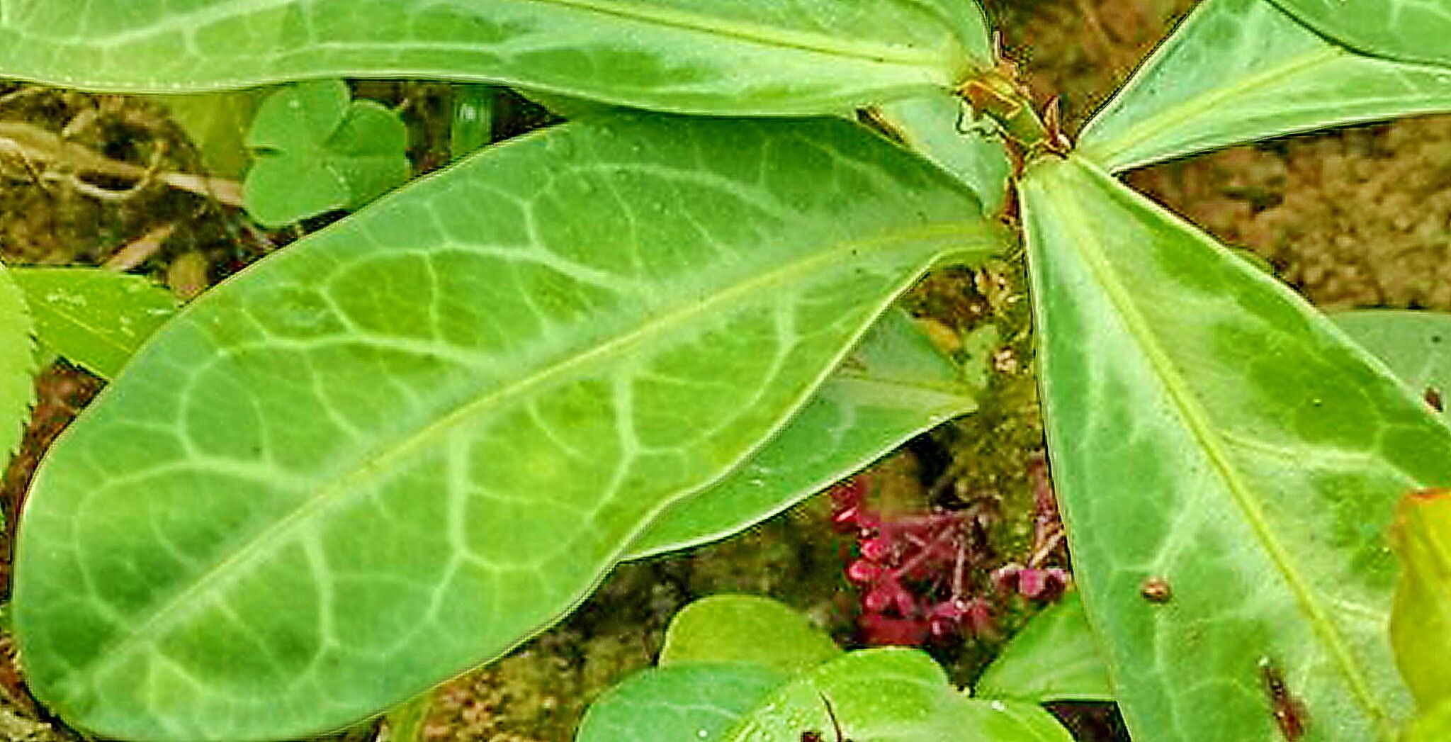 Breynia spatulifolia — houseplant care guide