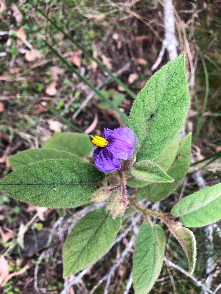 Solanum stupefactum flower