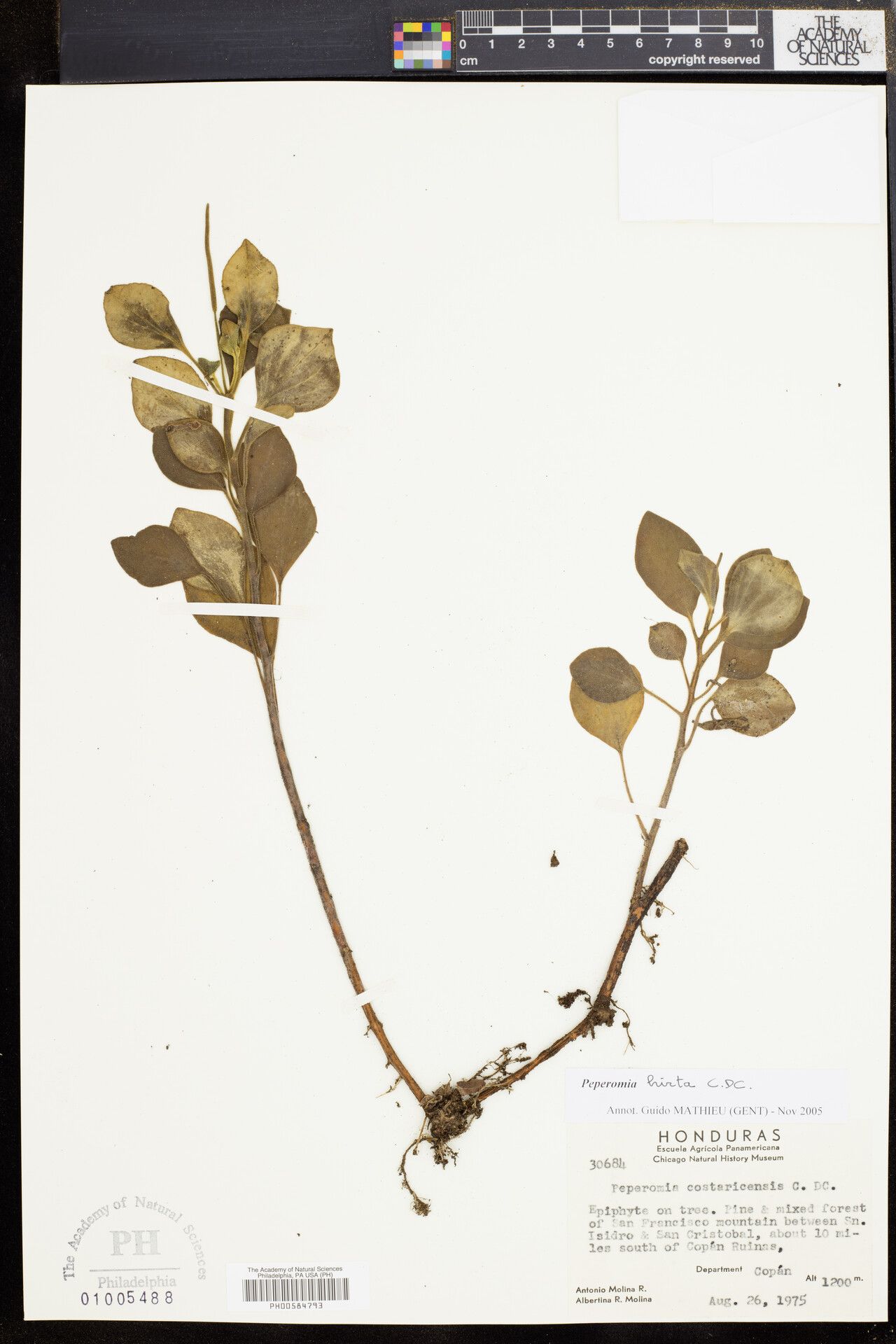 Peperomia balfourii — houseplant care guide