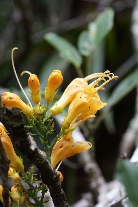 Oxera coronata — related species from the same genus