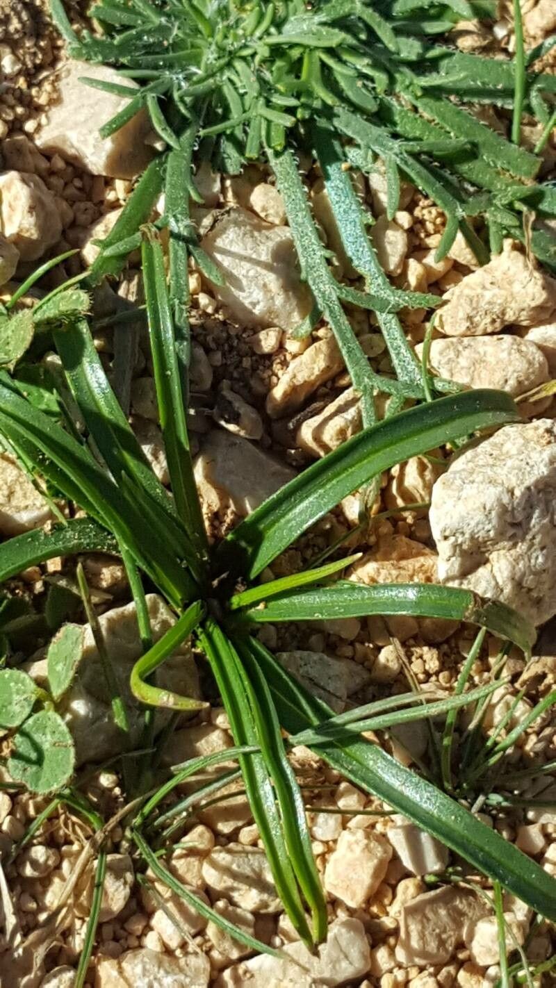 Colchicum filifolium leaf