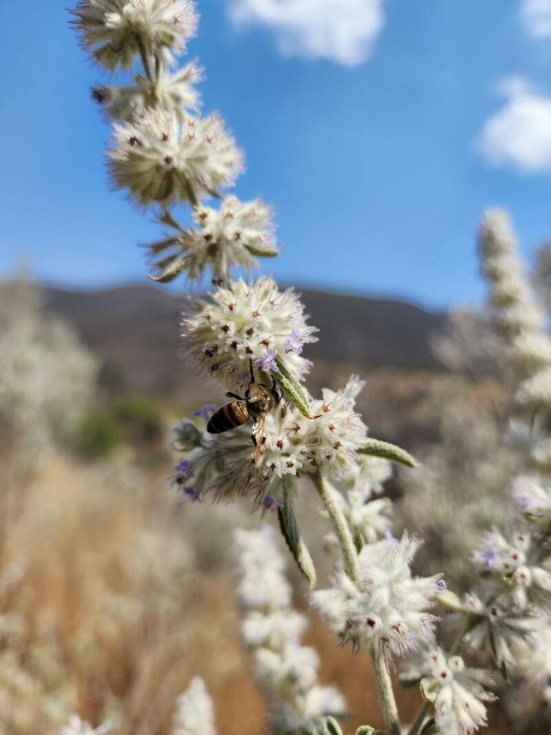 Condea albida flower