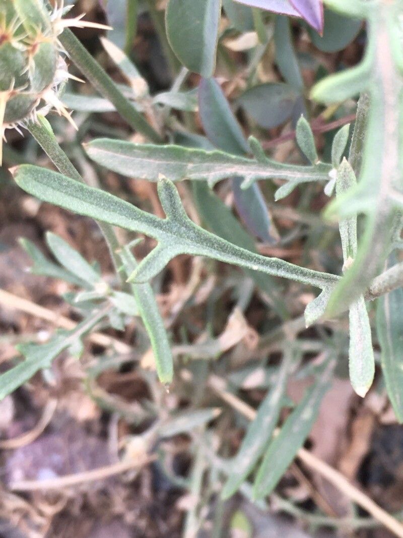 Centaurea pubescens — houseplant care guide