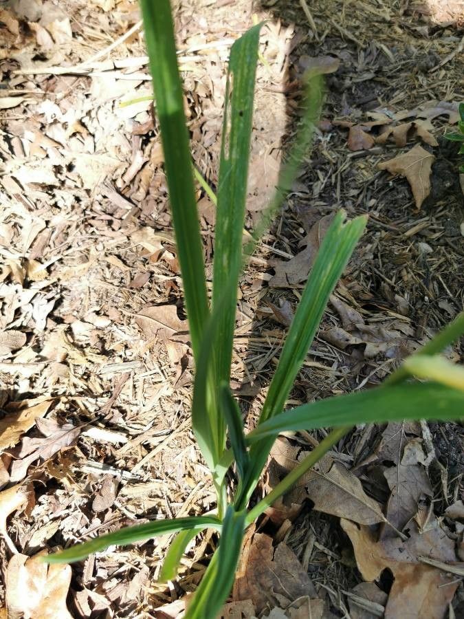 Lilium maritimum — search result for 'Drosera'