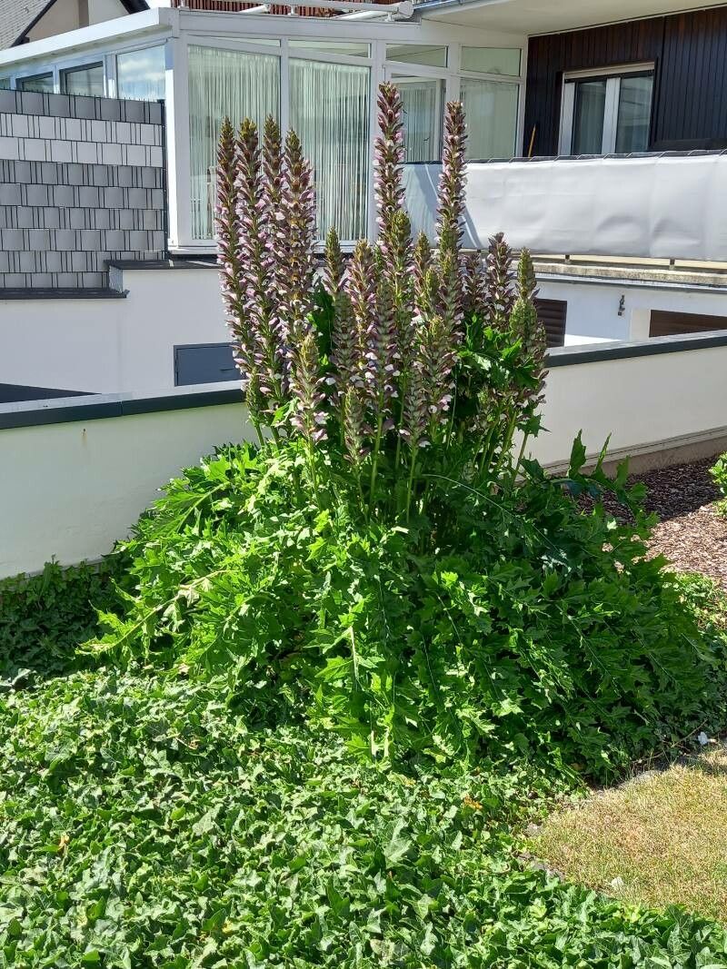 Acanthus hungaricus habit