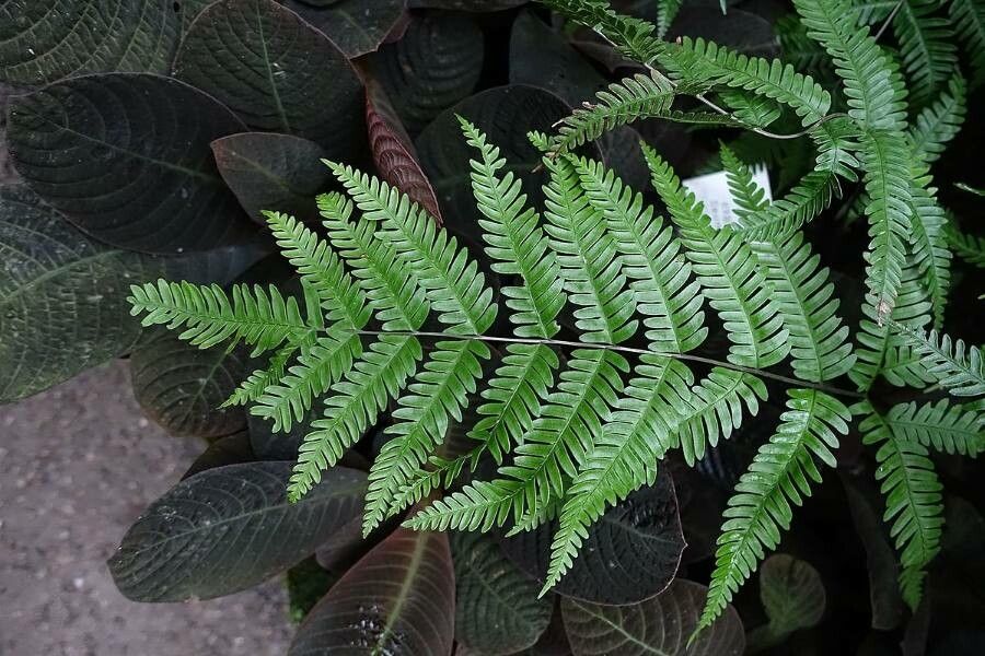 Pteris fauriei — search result for 'Pteris'