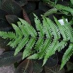 Pteris fauriei