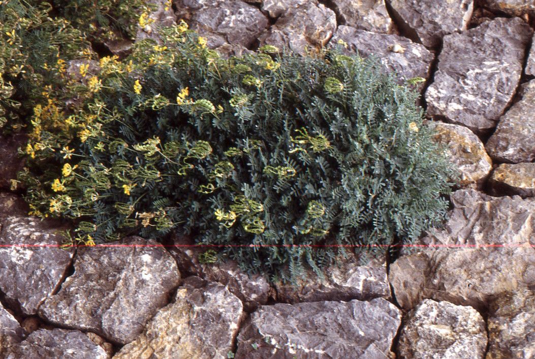 Hippocrepis balearica habit
