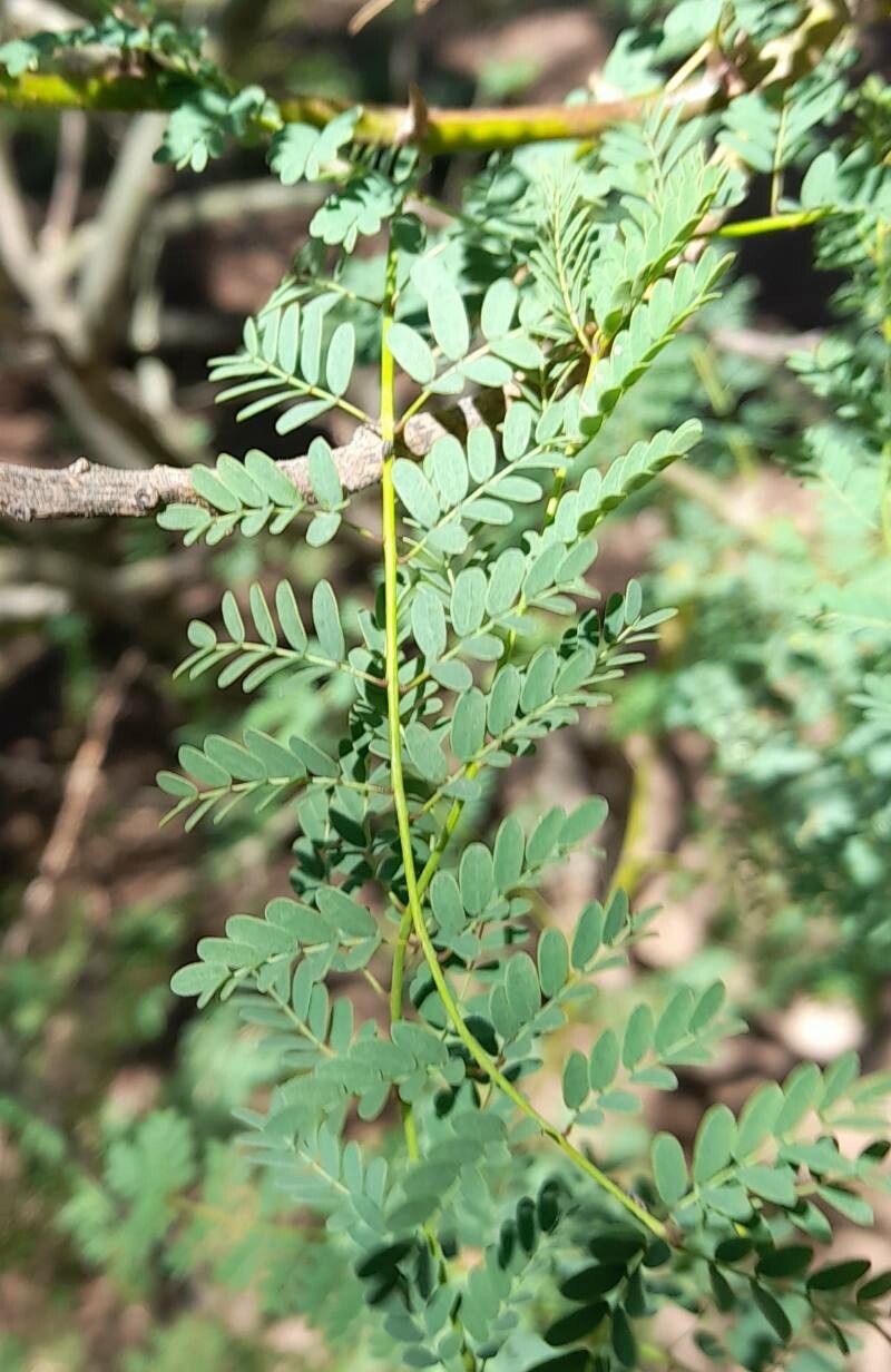 Caesalpinia gilliesii leaf