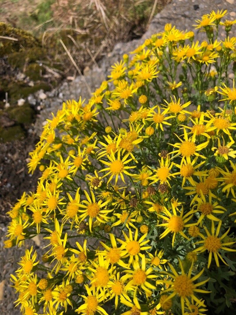 Senecio flaccidus flower