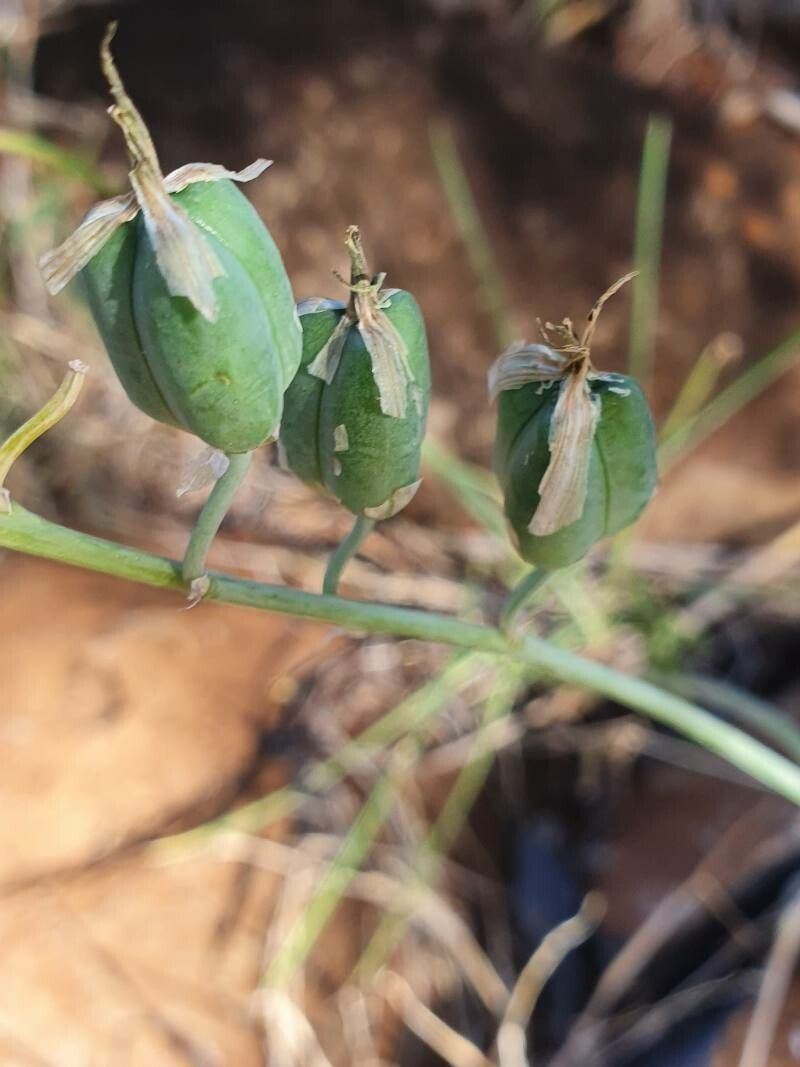 Dipcadi viride fruit