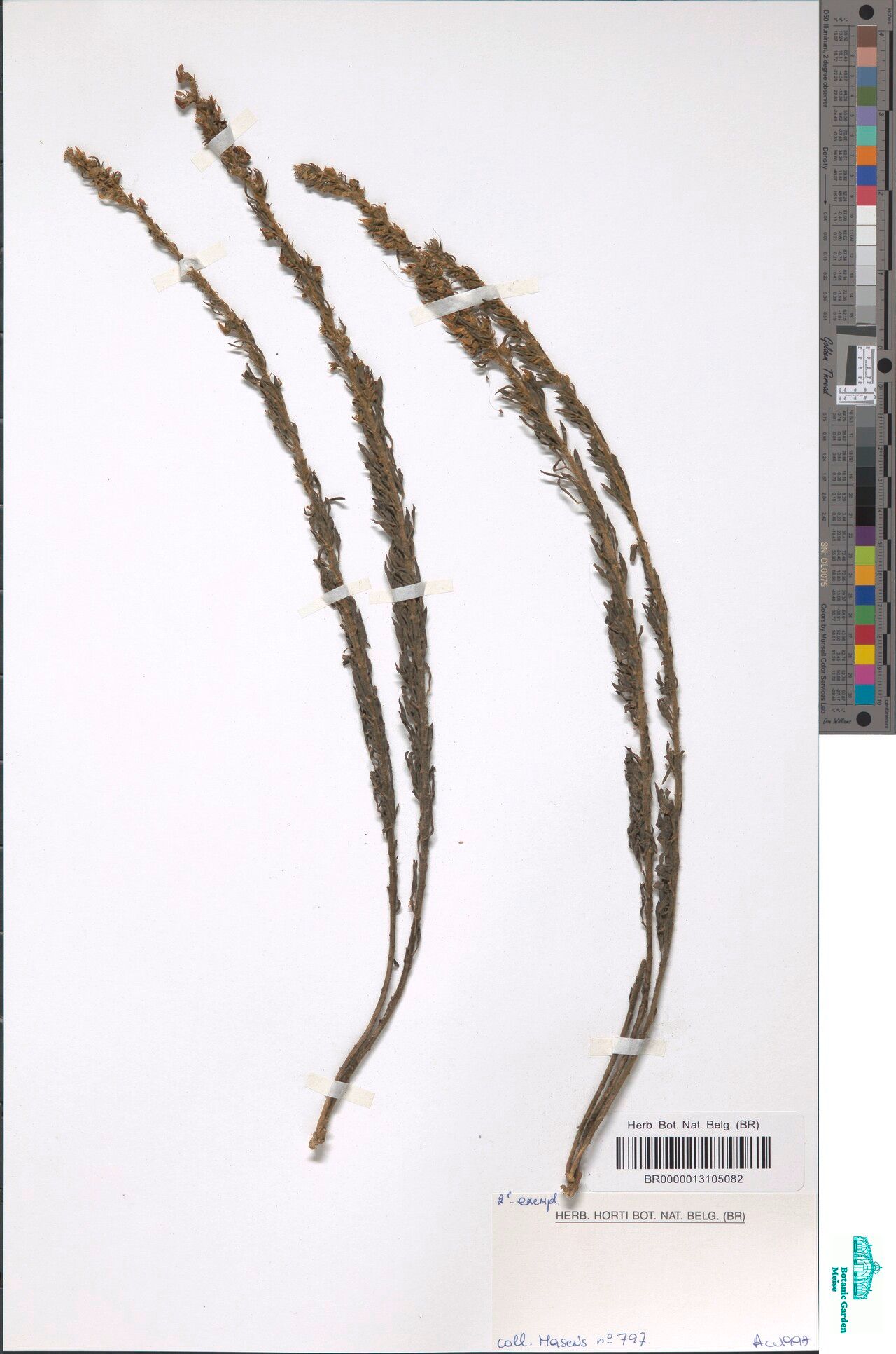 Crotalaria sapinii — houseplant care guide