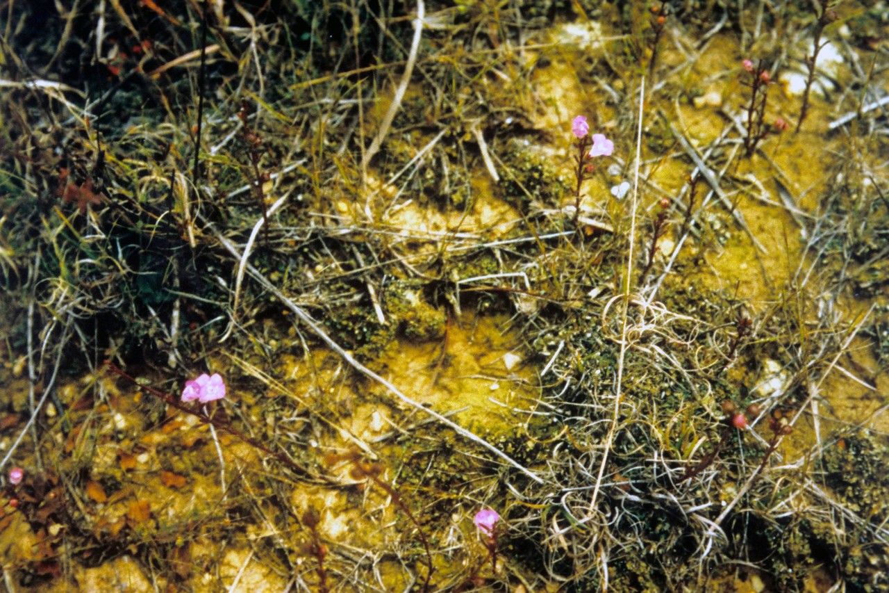 Agalinis skinneriana habit