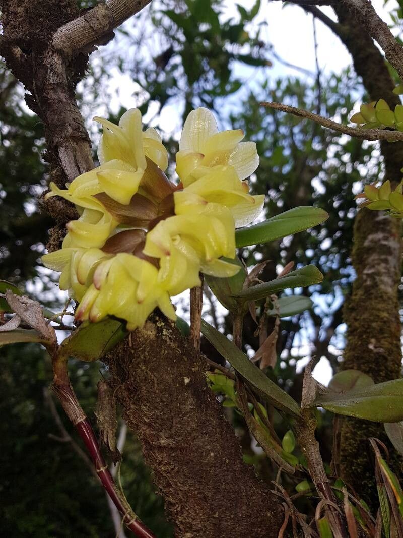 Epidendrum atwoodchlamys flower