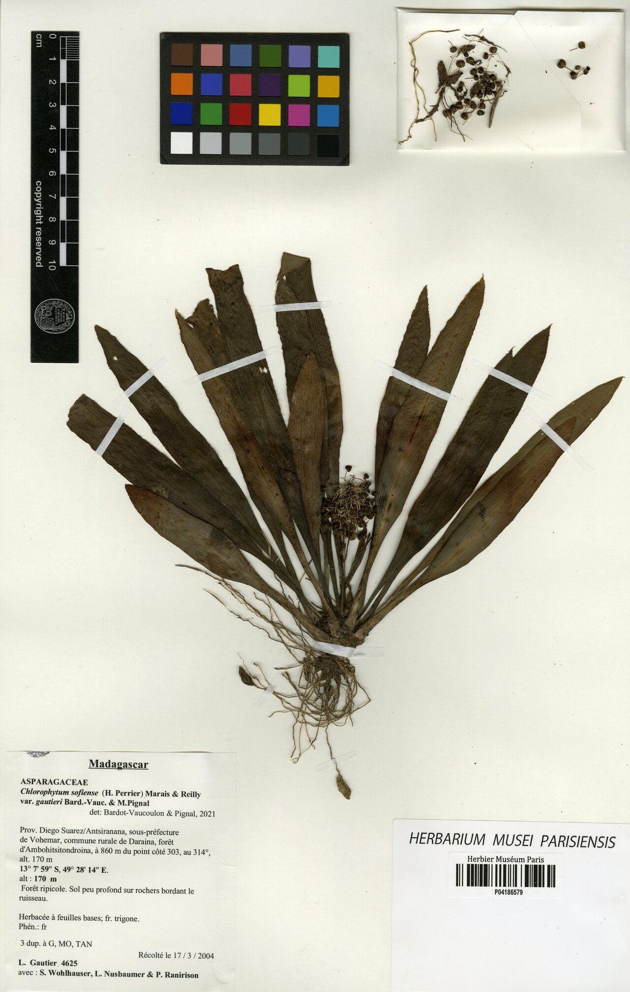 Chlorophytum sofiense — search result for 'Chlorophytum'