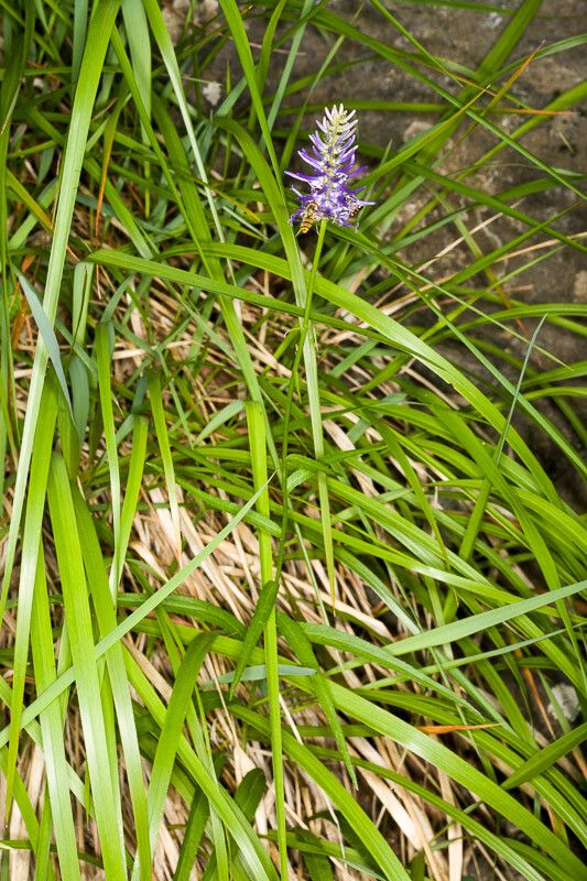 Phyteuma scorzonerifolium flower