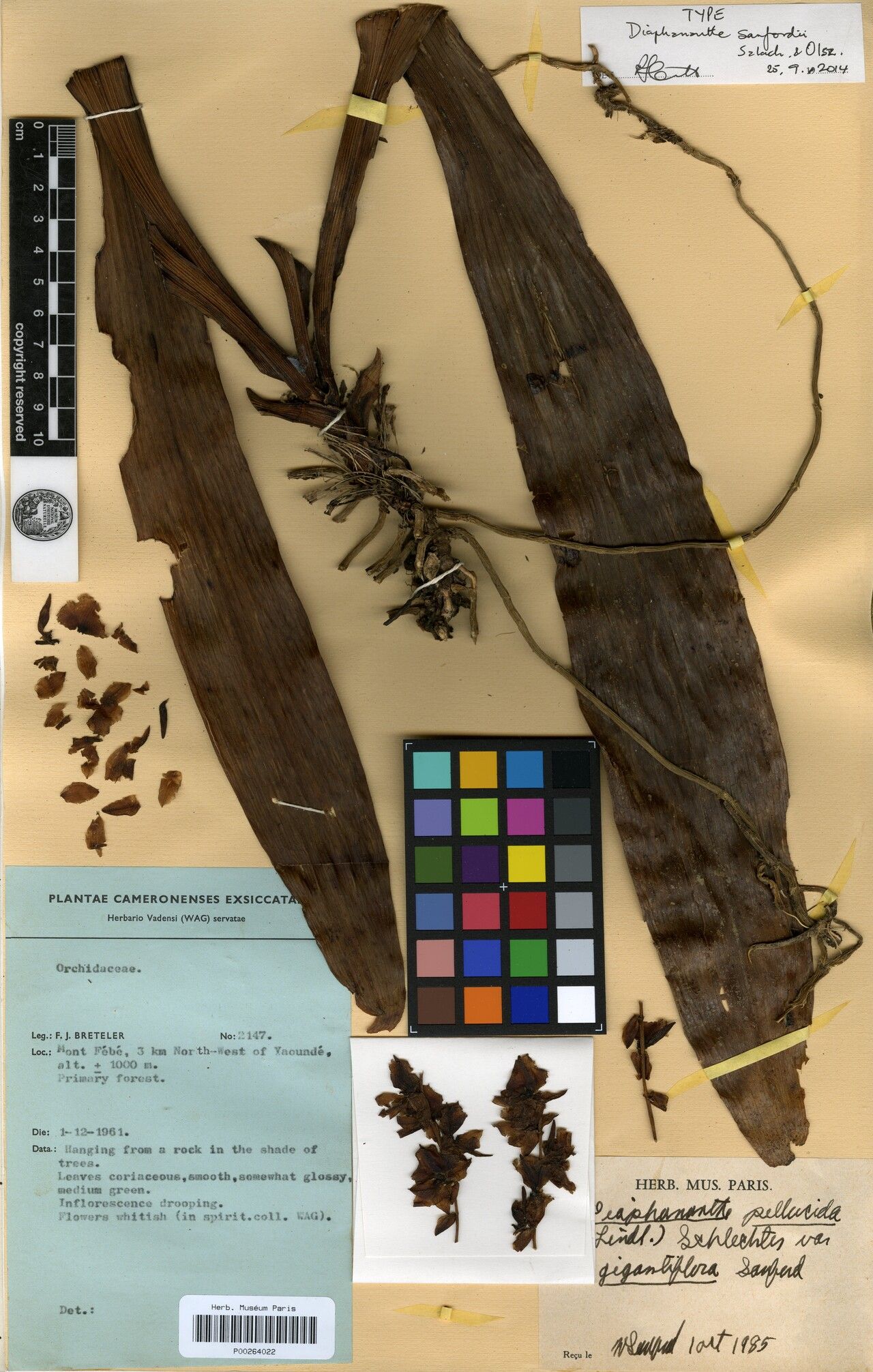 Diaphananthe sanfordiana — houseplant care guide