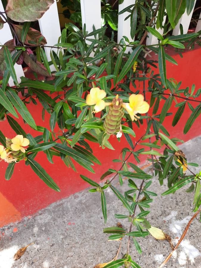 Barleria lupulina flower