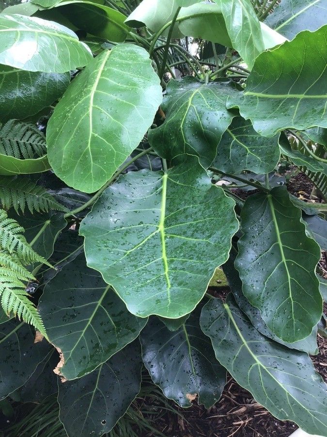 Meryta sinclairii — search result for 'Araliaceae'