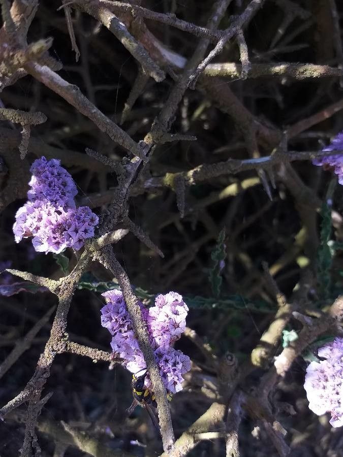 Limonium tuberculatum bark