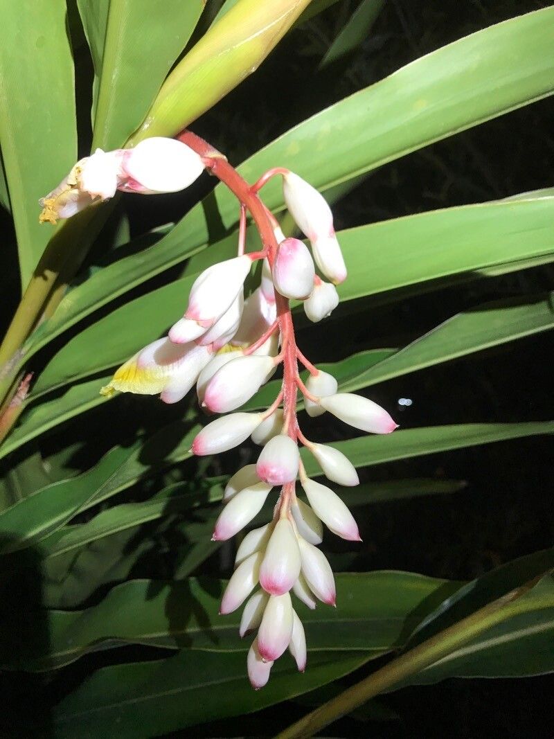 Amomum subulatum flower