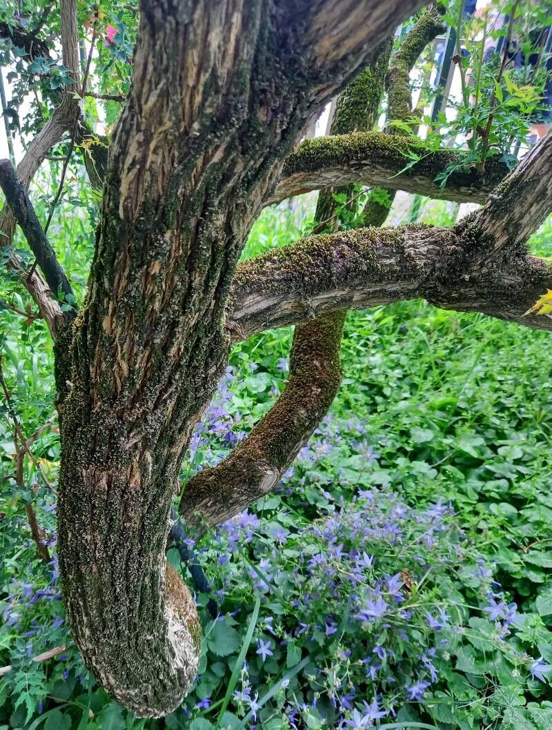 Berberis haematocarpa bark