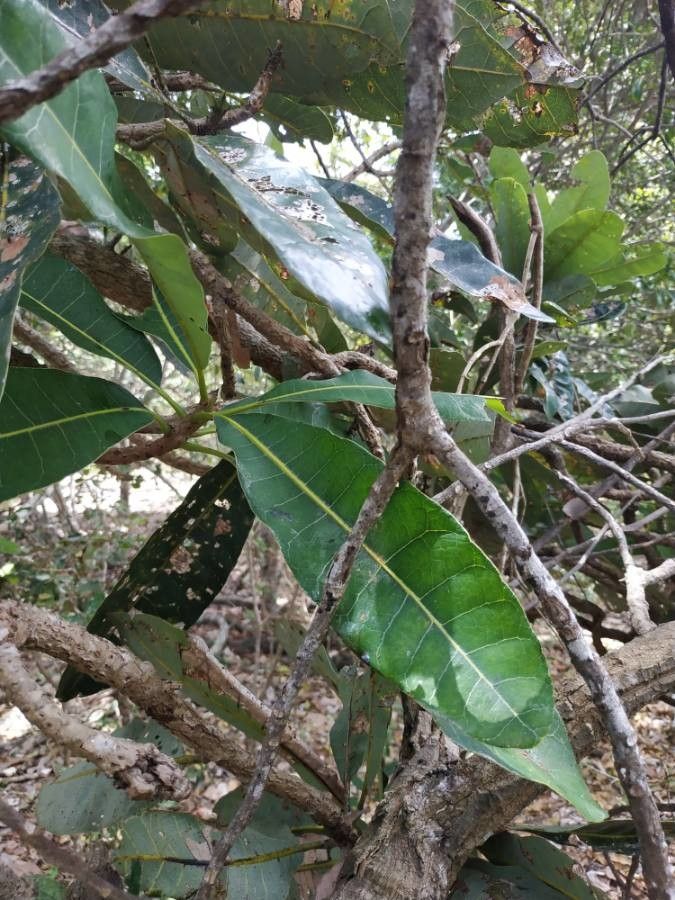 Semecarpus atra — related species from the same genus