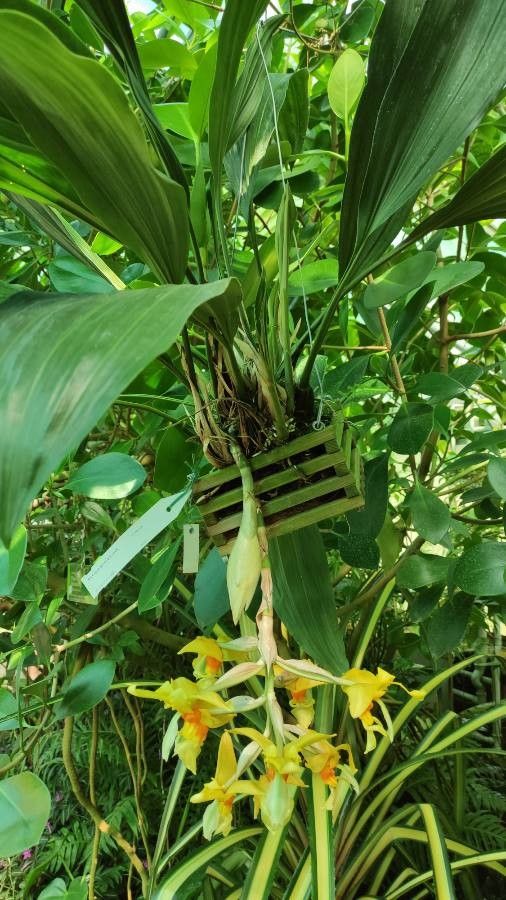 Stanhopea warszewicziana habit