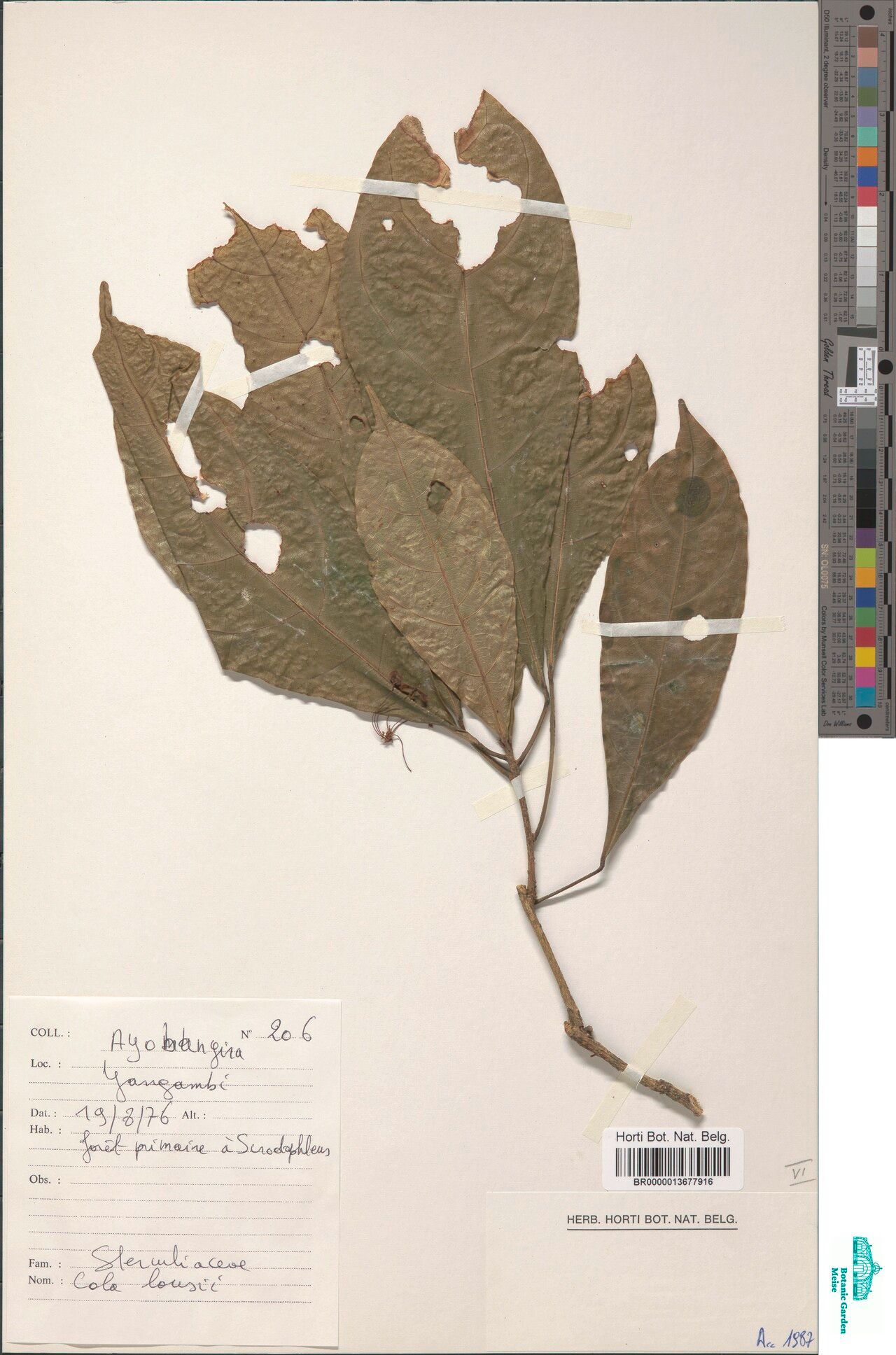 Cola louisii — houseplant care guide