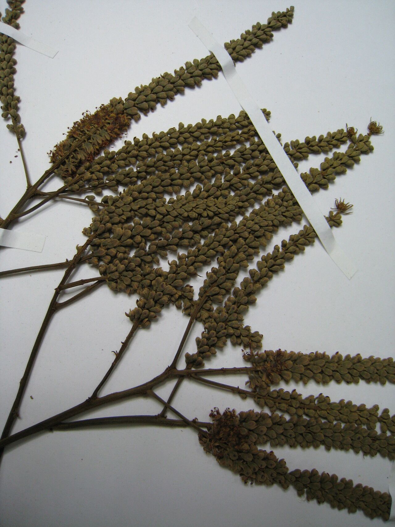 Tachigali amplifolia other