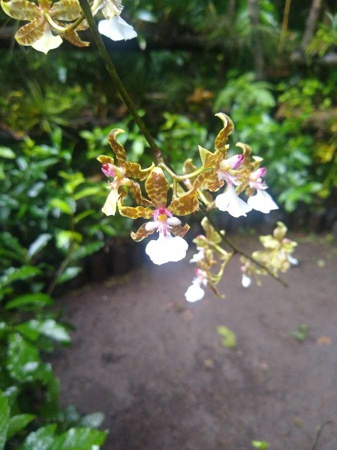 Oncidium leucochilum flower
