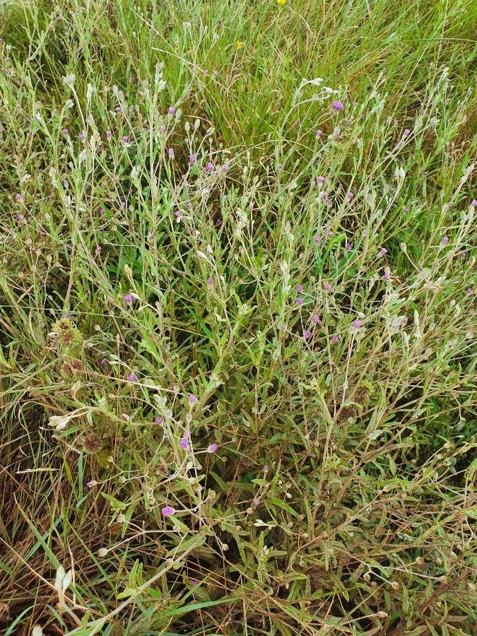 Gutenbergia cordifolia habit