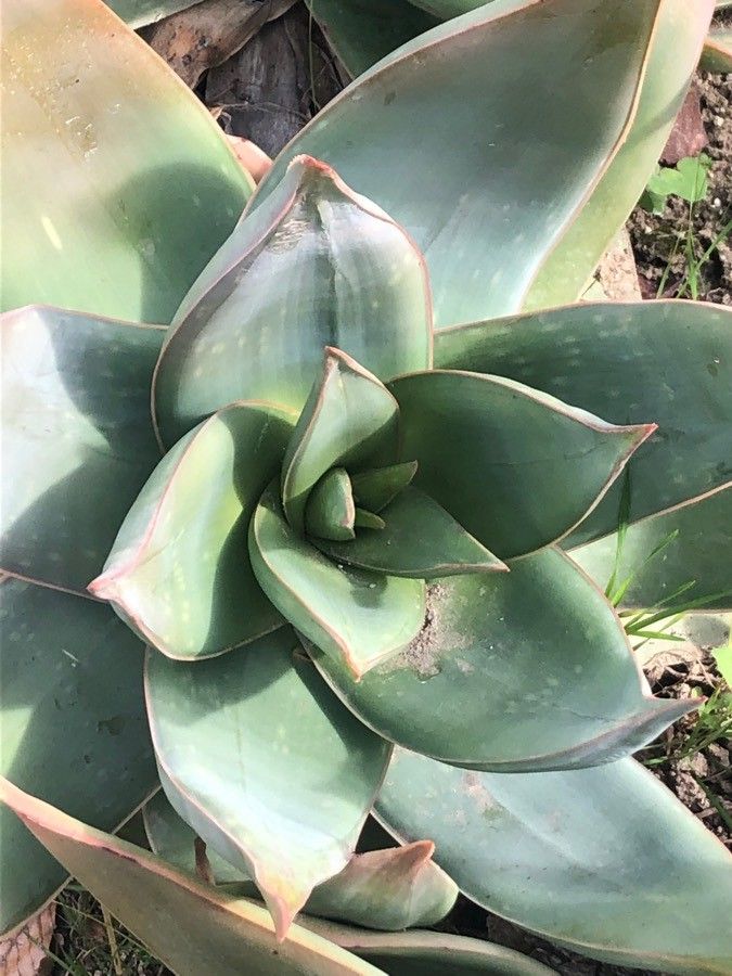 Aloe striata — search result for 'Aloe'