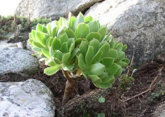 Aeonium stuessyi — search result for 'Aeonium'