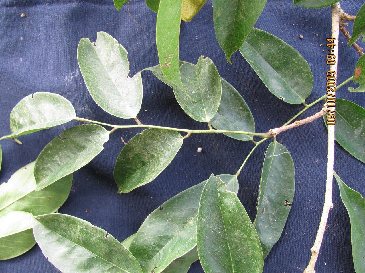 Machaerium pittieri other