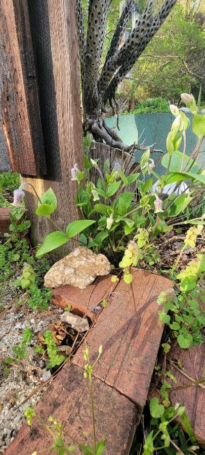 Clematis ochroleuca — search result for 'Clematis'