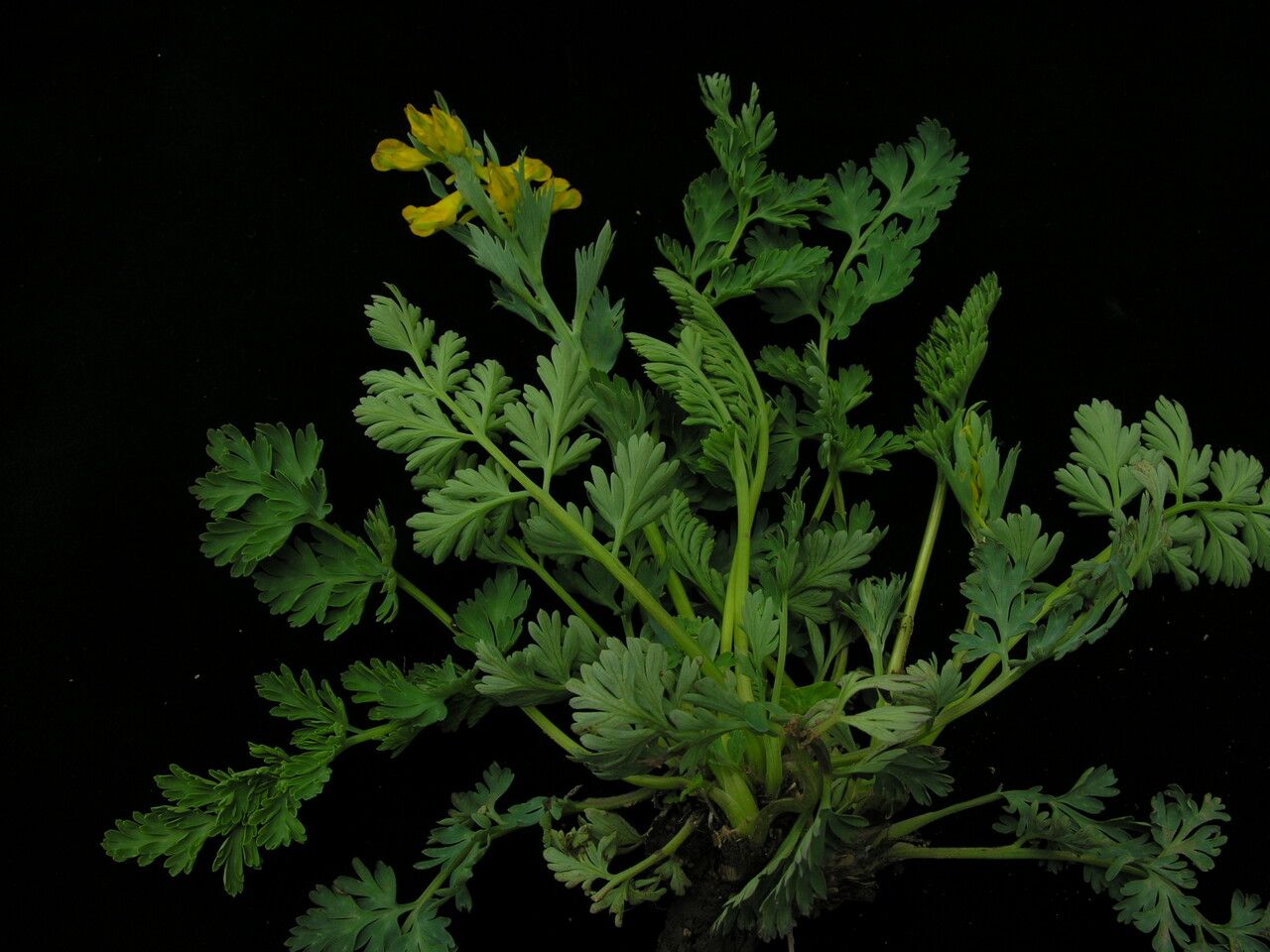 Corydalis govaniana habit