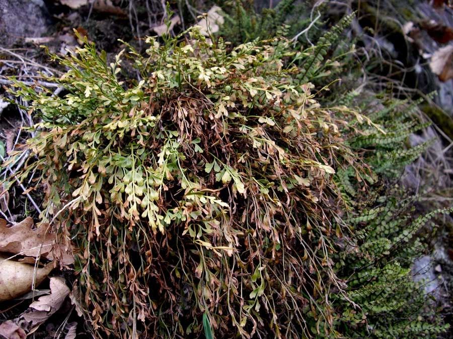 Asplenium x alternifolium habit