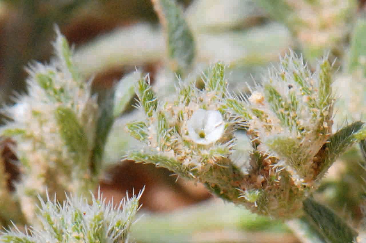 Ogastemma pusillum flower