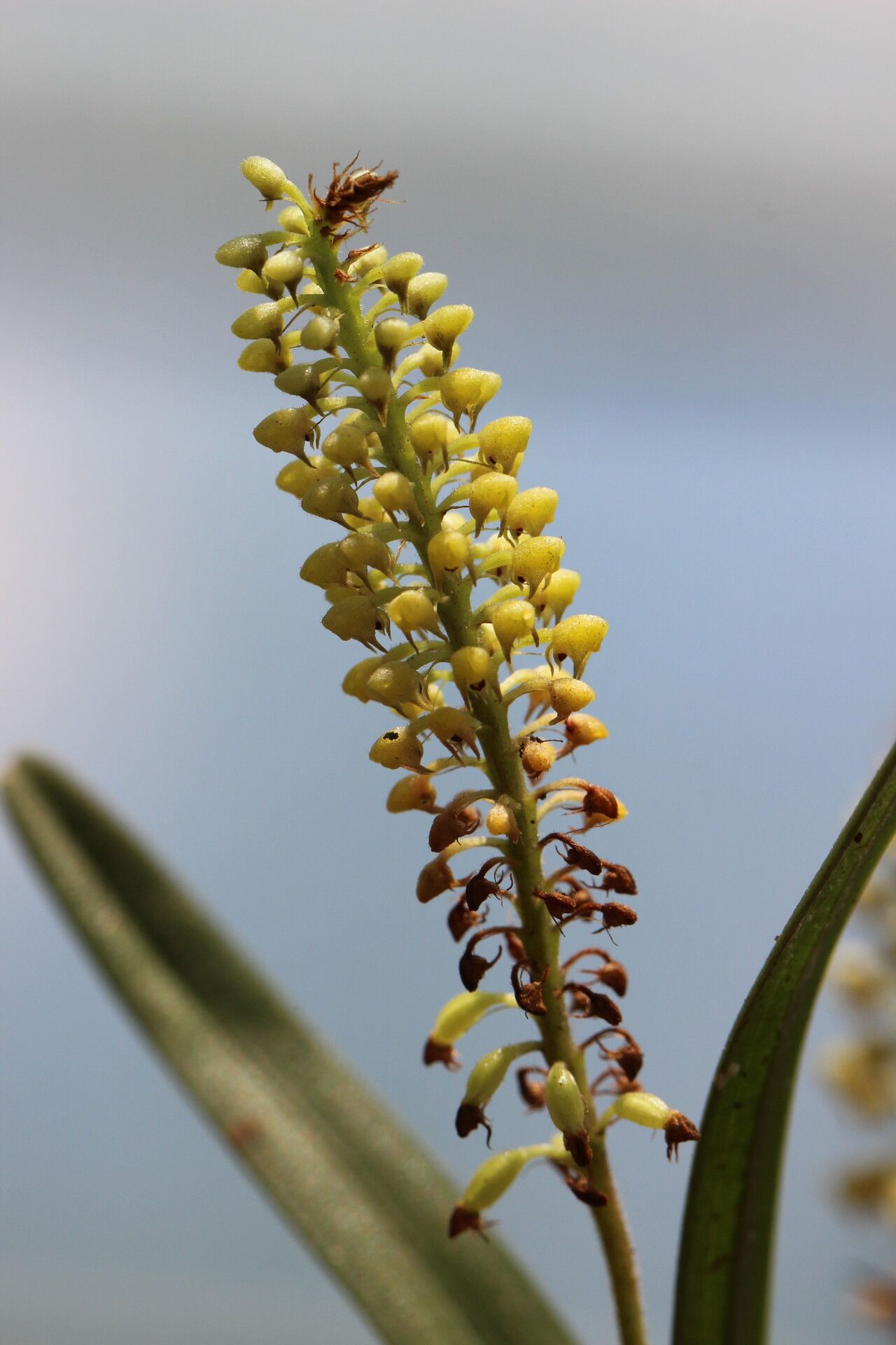 Polystachya stuhlmannii — houseplant care guide